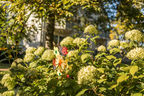 Wohnung - Berlin-Mahlsdorf - Hultschiner Damm 14-16 Wohnung - Berlin-Mahlsdorf - Hultschiner Damm 14-16